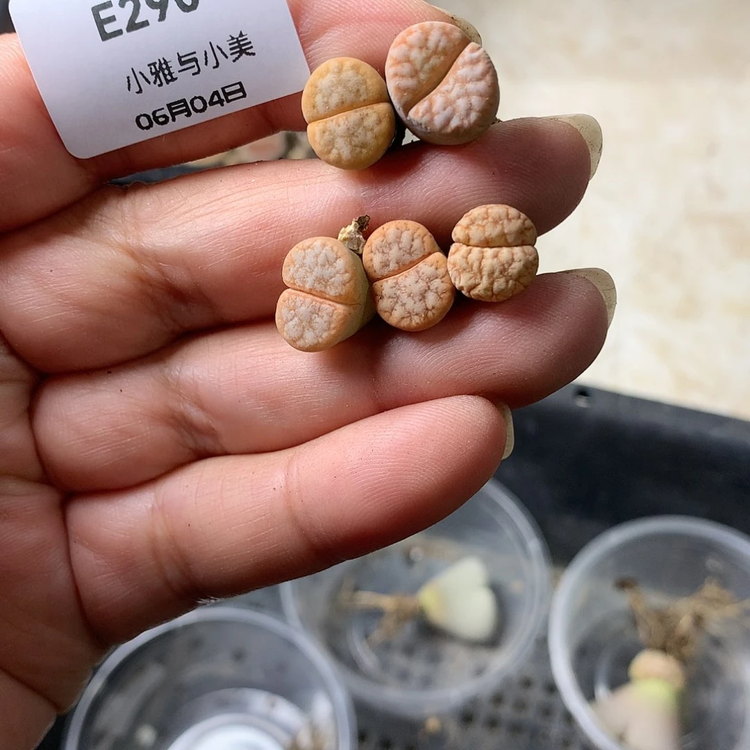 小****?E290多肉植物保护研究所