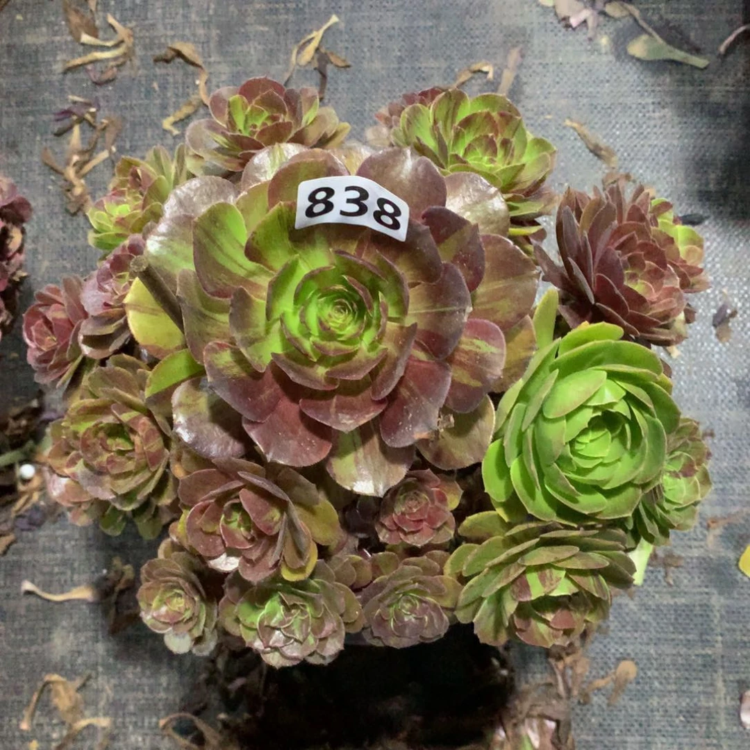 花月夜838法师多肉植物