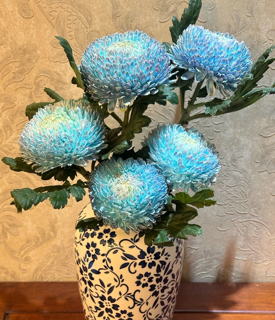 【牡丹菊】云南鲜花