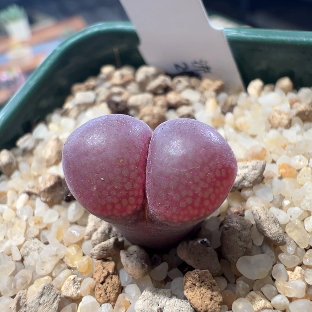 流量密码3.5年 开白花炸！