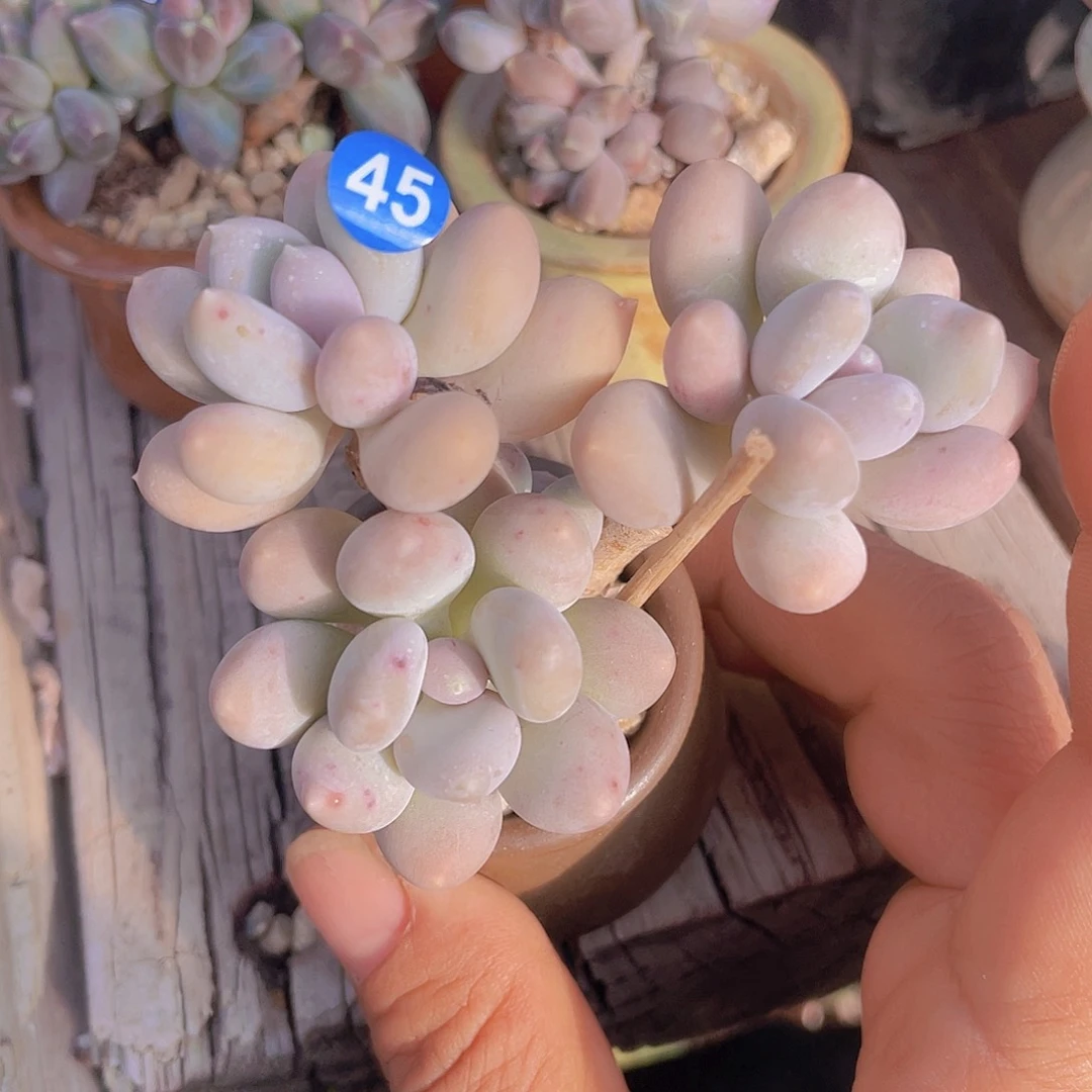 溜溜球 4头 脱土发货 4口盆