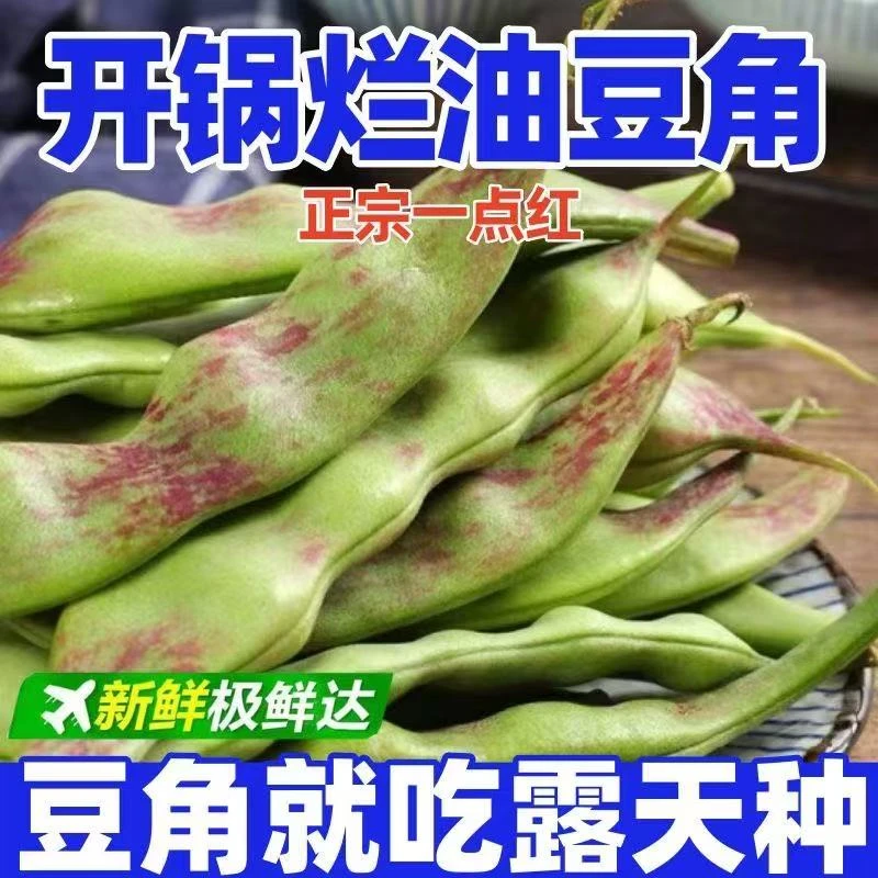 云南油豆角露天种植正宗一点红新鲜现摘新嫩肉厚