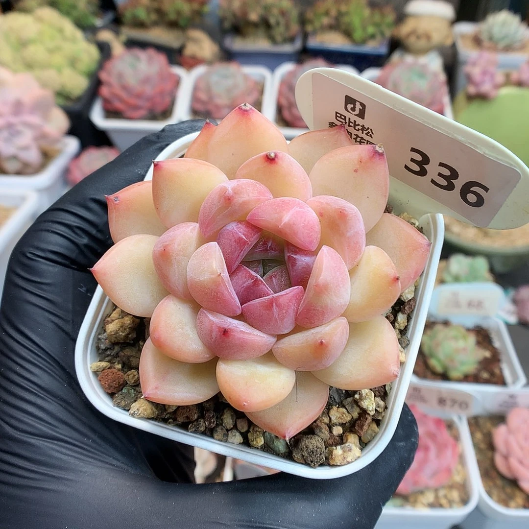 336 钻石珍妮多肉