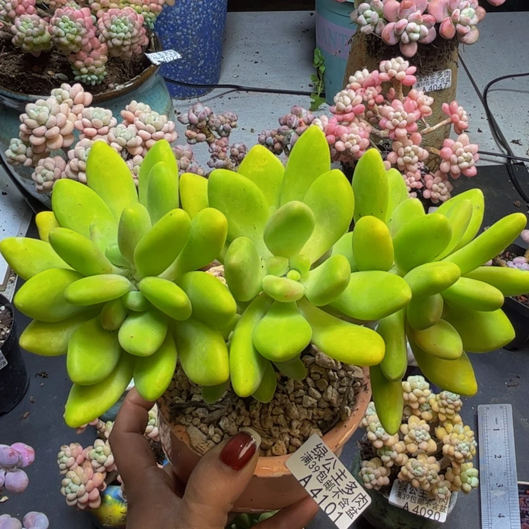 芒果奶酪4101/12cm多肉
