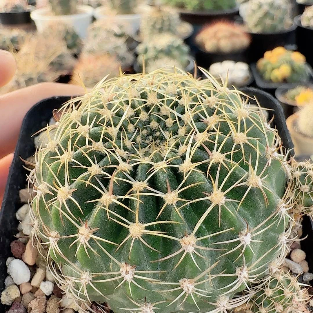 实生仙人球脱土发货