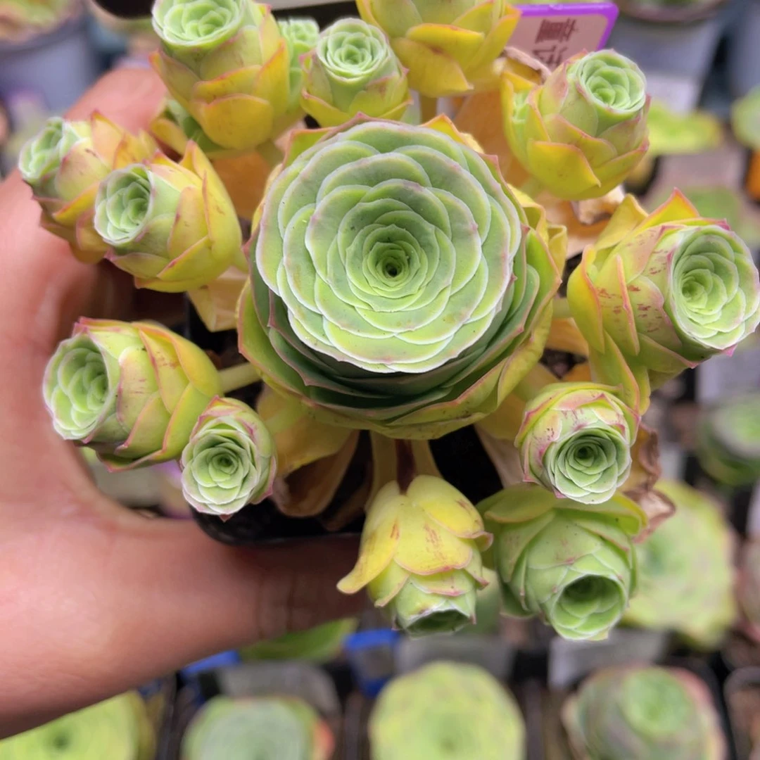 烟**生童话气球多肉709一物一拍