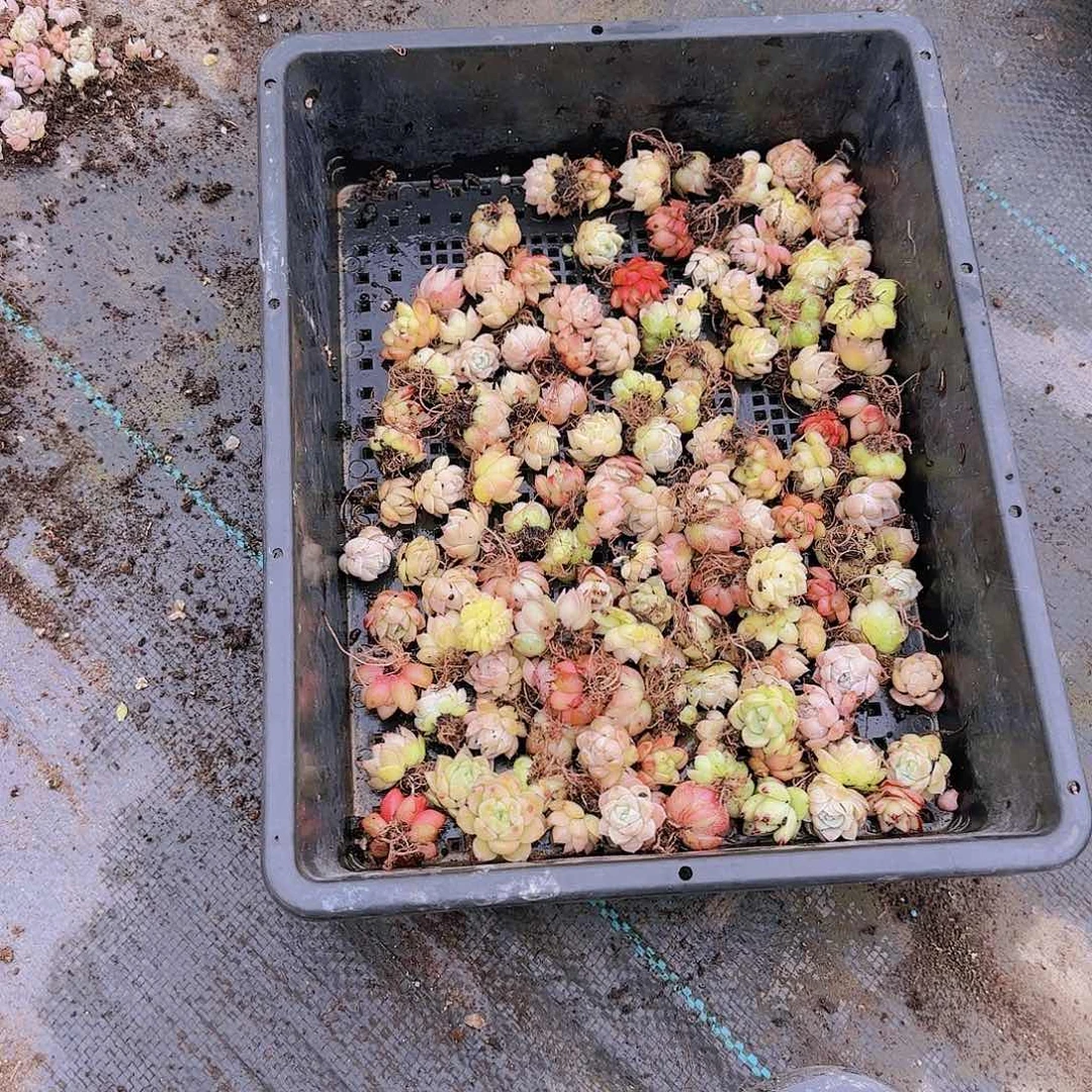 整筐保底50颗以上量拍