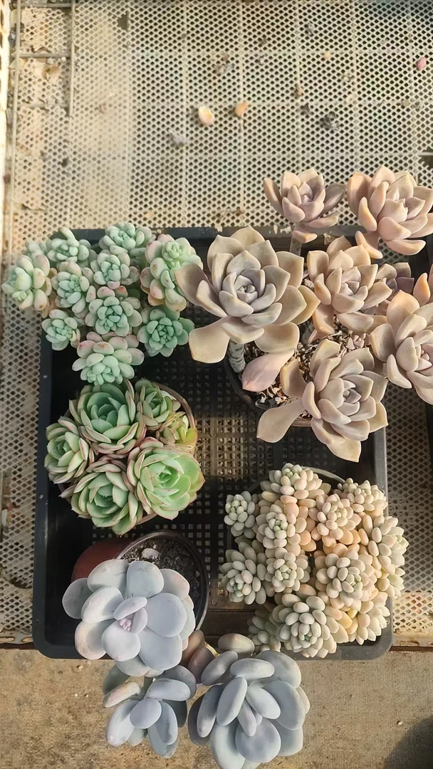 12号 （紫乐  劳尔  桃美人 洛可可 牡丹亭 脱土发货  会断叶掉枝）