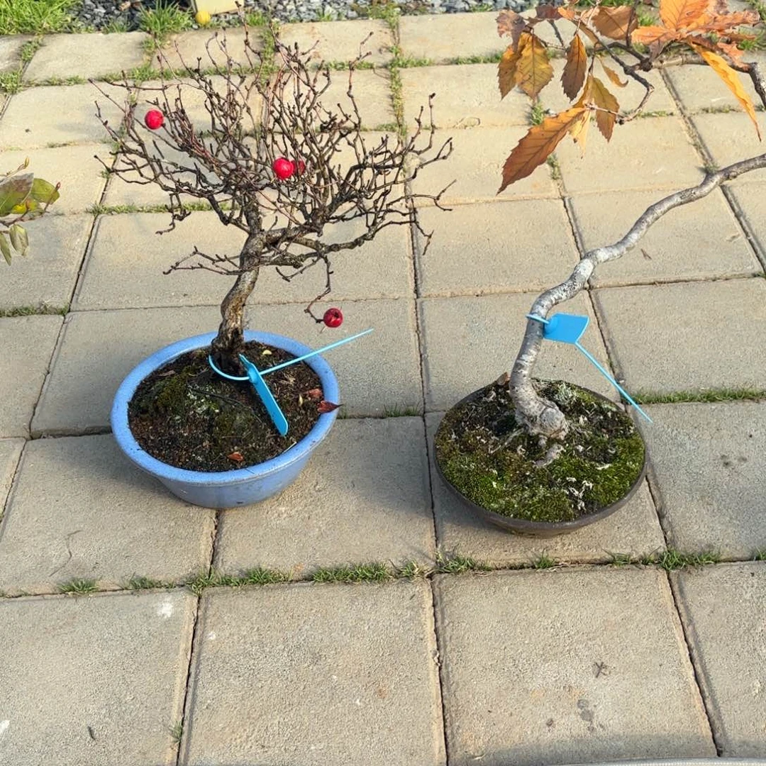 S***g全场盆景山楂配文人