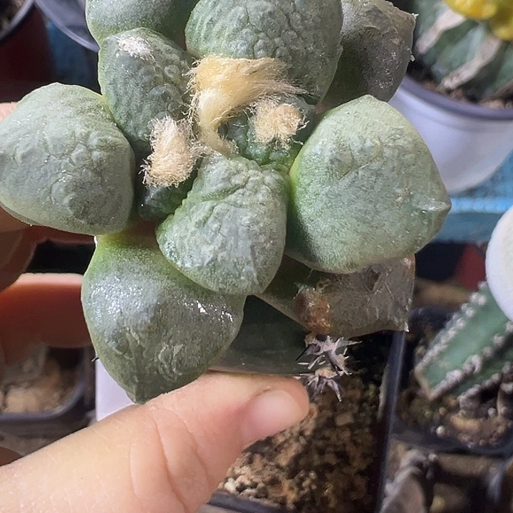 蛋尤连山488仙人球开花