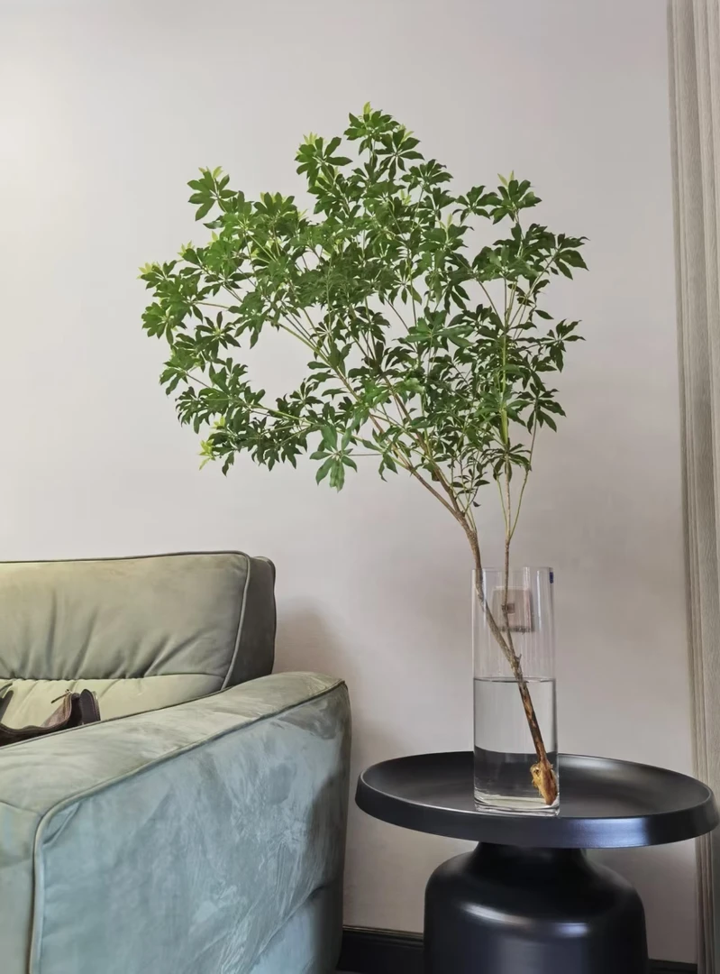 【秋天爸爸专属】进口马醉木切枝小森林的感觉春意盎然云南基地直发