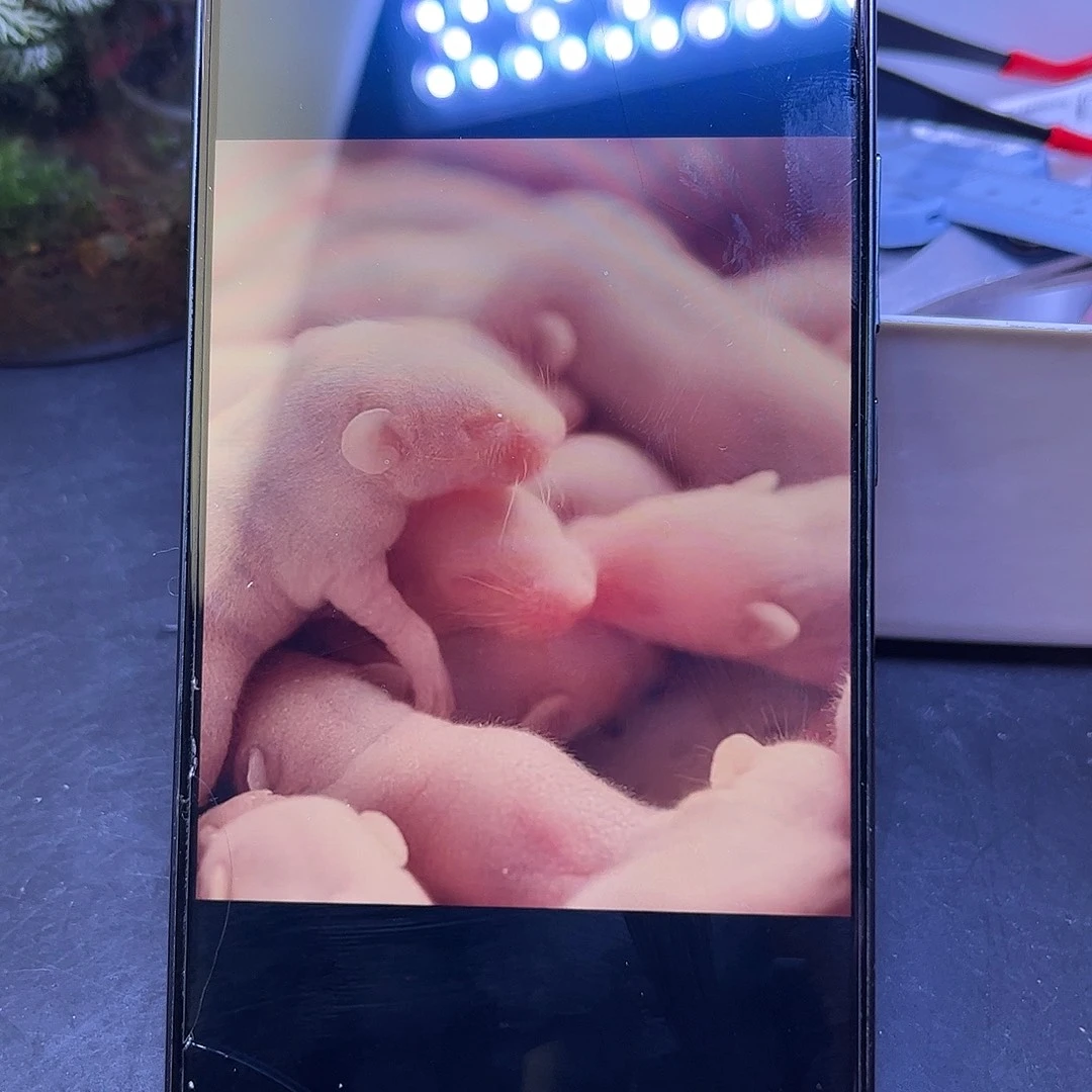 新鲜速冻各种乳鼠