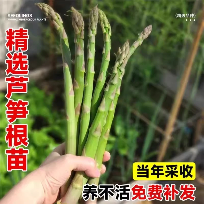 芦笋根苗带芽阳台庭院四季种植苗多年生可食用蔬菜秧苗种子籽盆栽