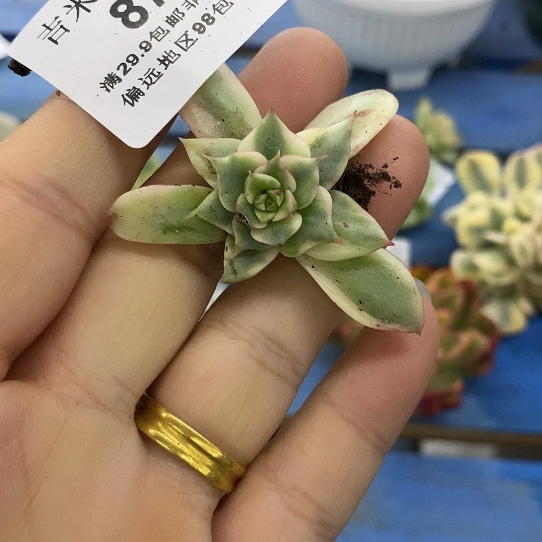 87斗牛士覆轮锦炸多肉植物