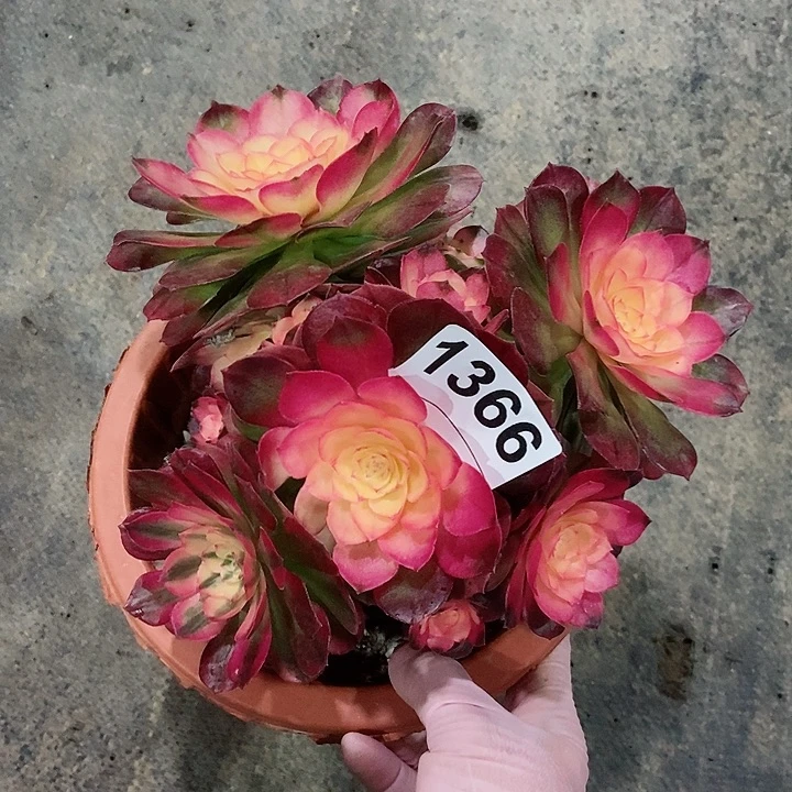 红陶1366荔枝3冠服17多肉