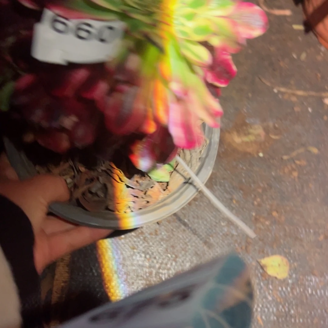 660 号多肉植物法师