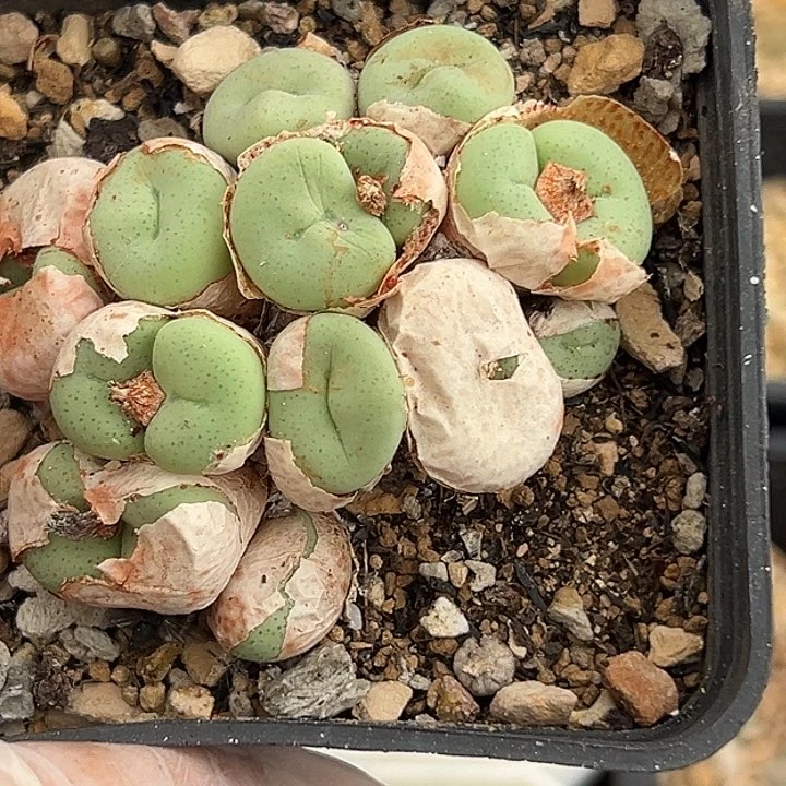 无花朵797号吕氏大饼