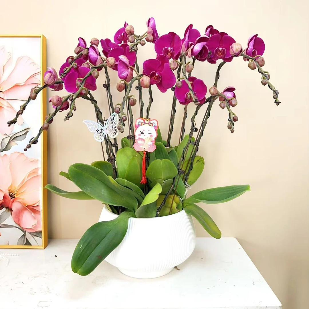 A+级【大辣椒】精品 蝴蝶兰