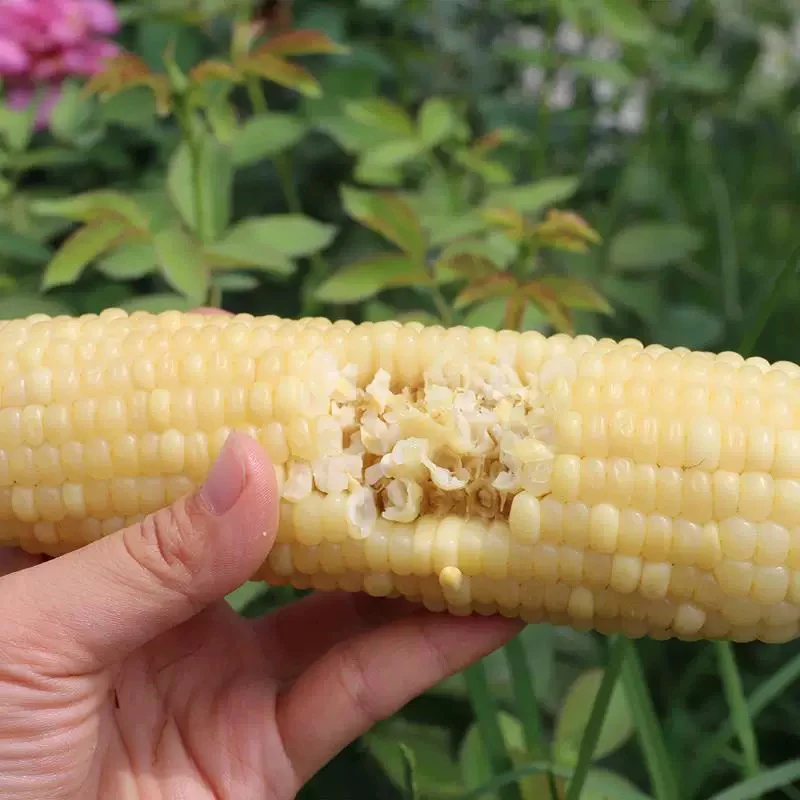 云南山货土特产～白糯玉米～阿豹甄选