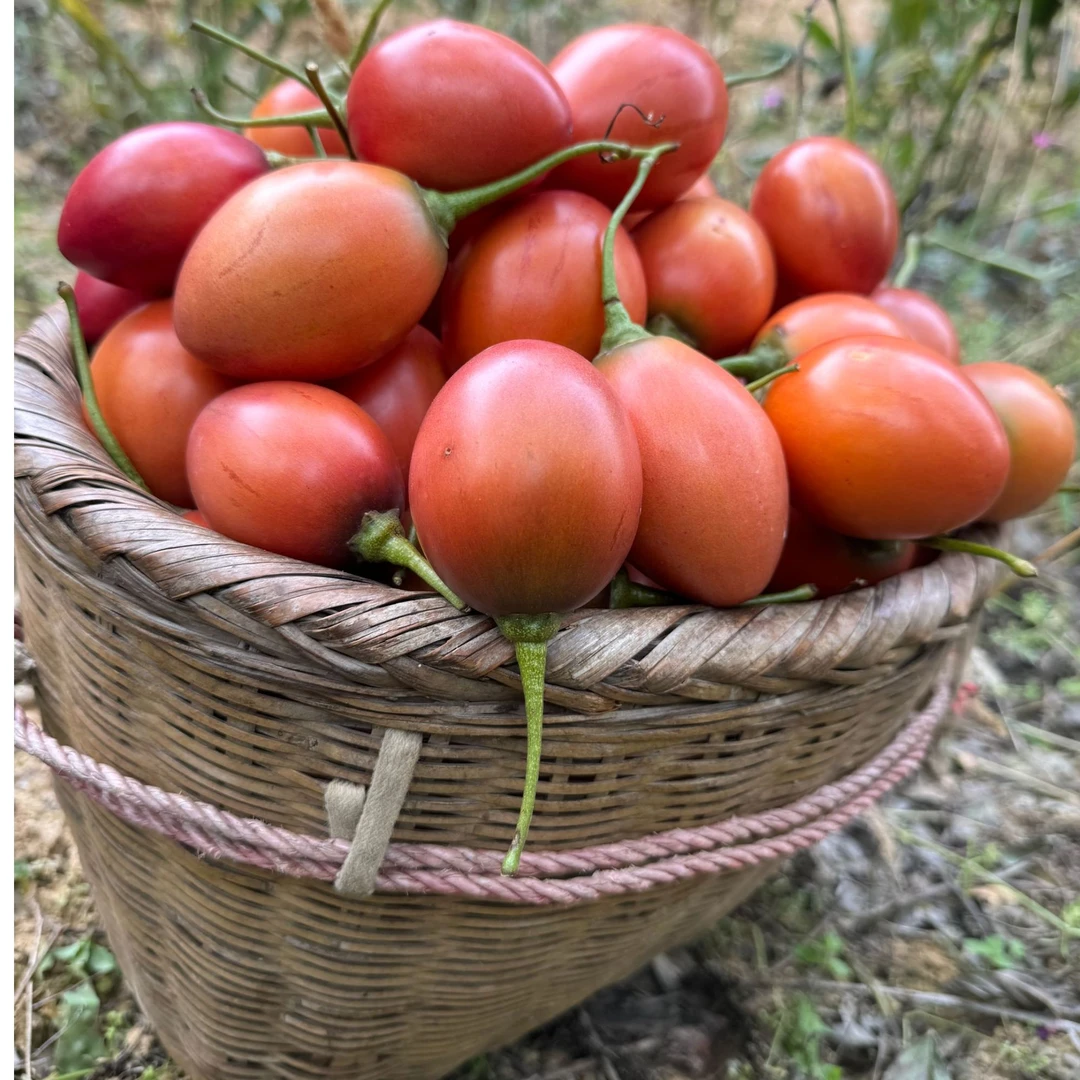 云南农家自种树番茄洋酸茄