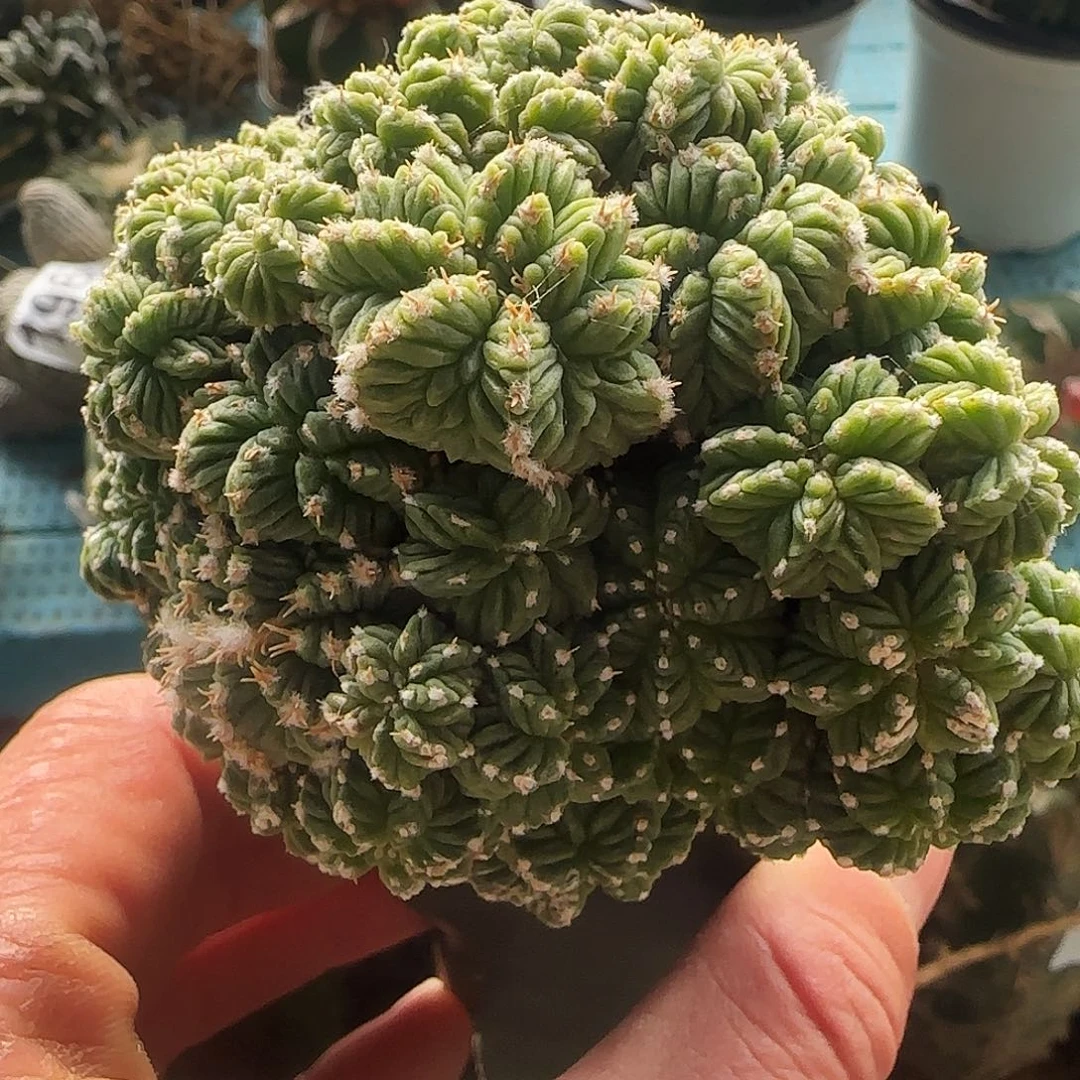 老华龙群头626仙人球