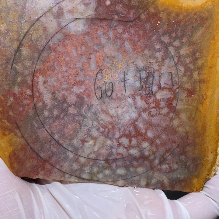 【闪购商品】未镶嵌珊瑚玉硅化玉