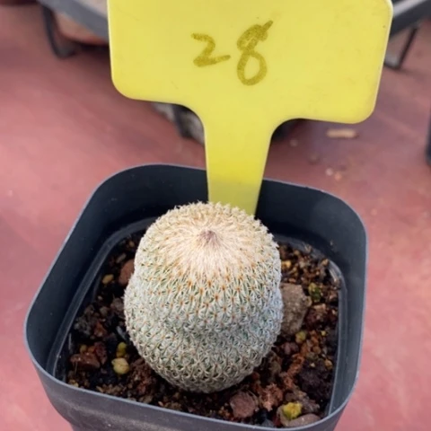 月世界单3仙人球