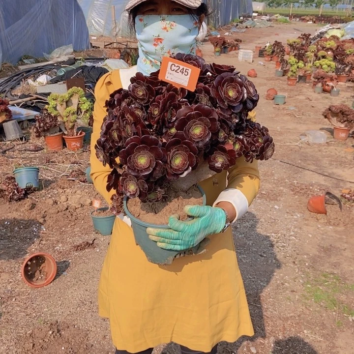 ?****凡245欧紫老桩朵