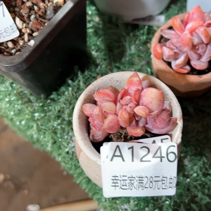 幸运的是我的朋友