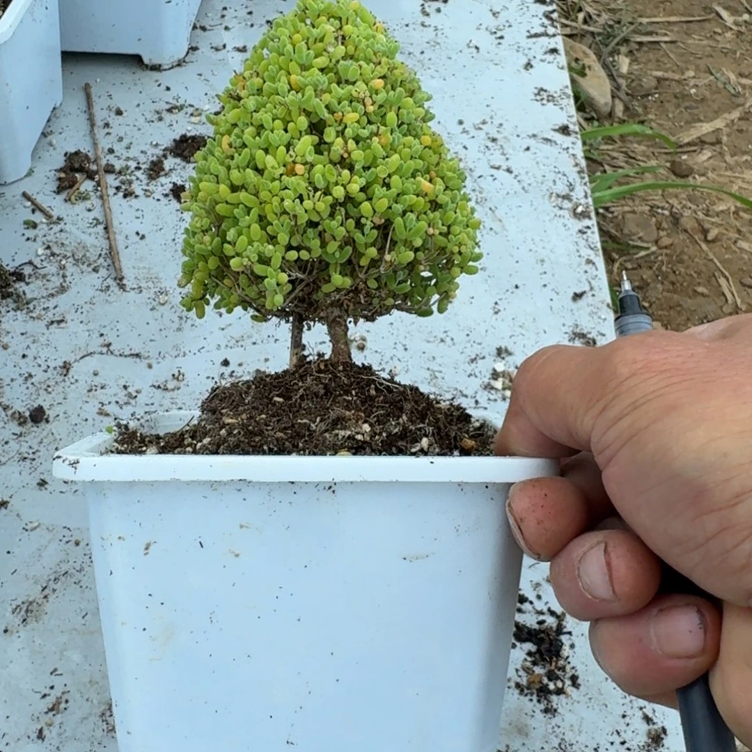 筱***潼圣诞树蜜橘带盆带土发