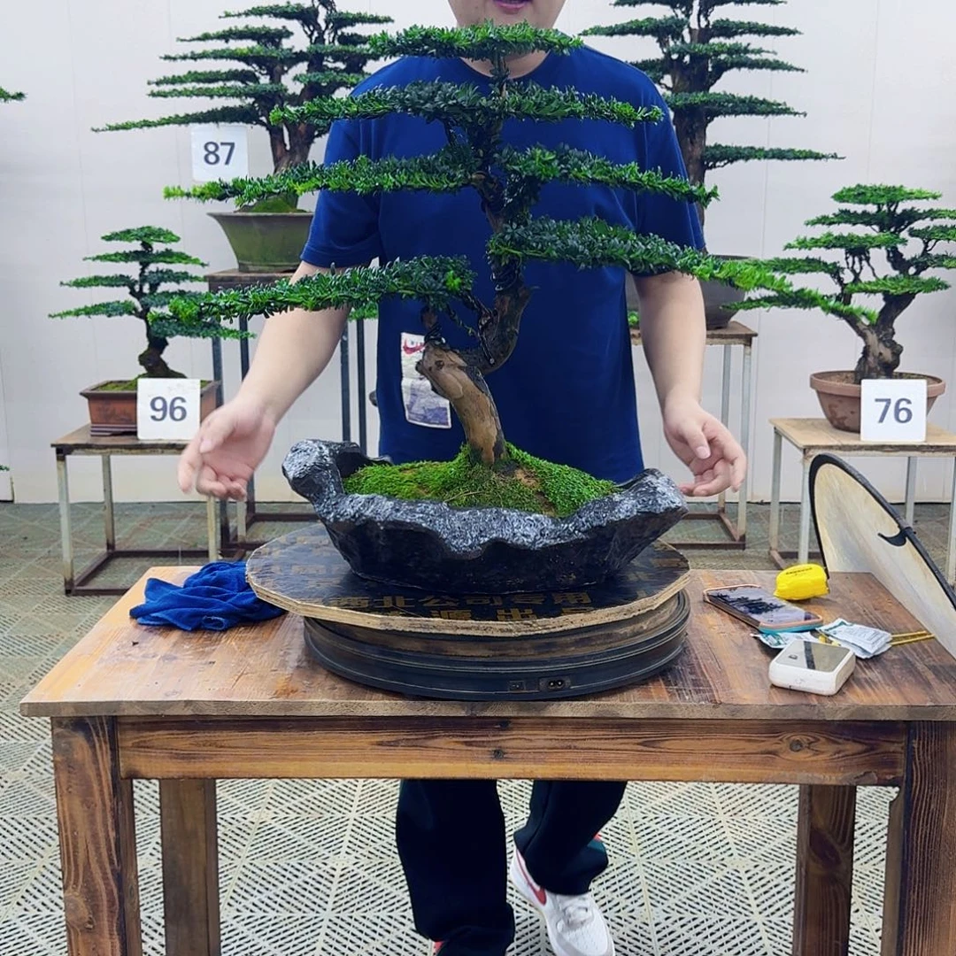 无花朵珍珠罗汉松造型盆景