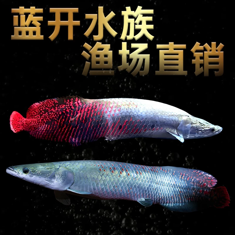 人工饲养大型红尾巨骨鱼热带观赏鱼（超萌好物）