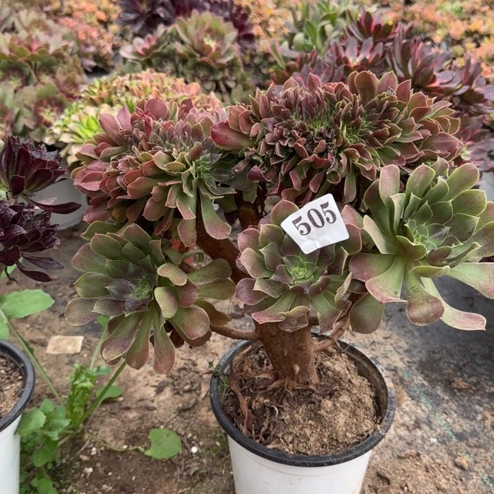 505两单包邮玫瑰坠化。