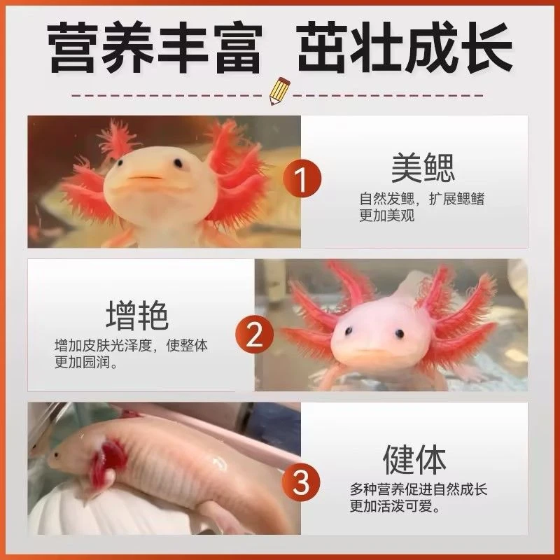 六角恐龙专用增肥饲料，吃完鱼鳃爆腮，人工培育冰冻蛋白虫，红虫！