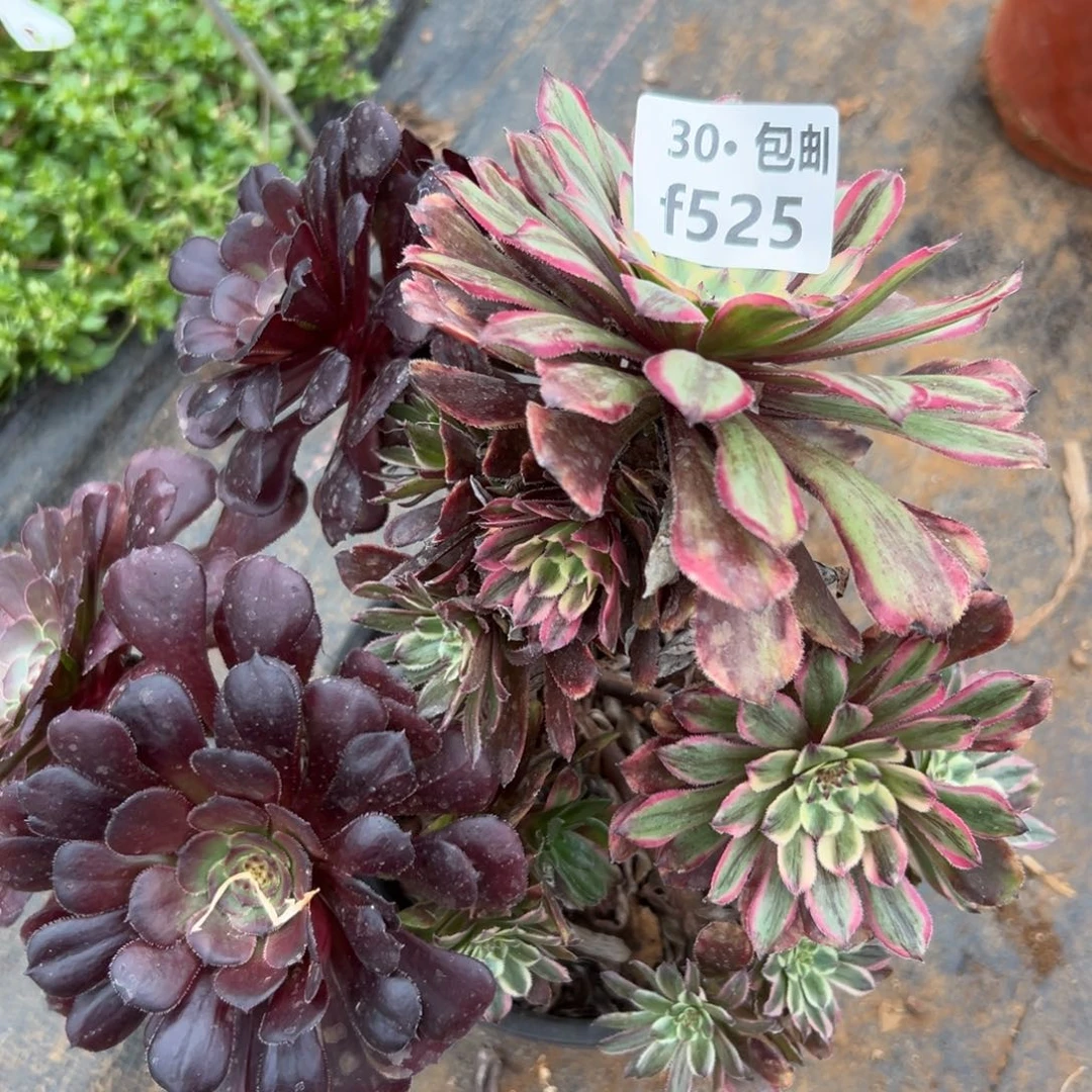 525粉黛多肉法师