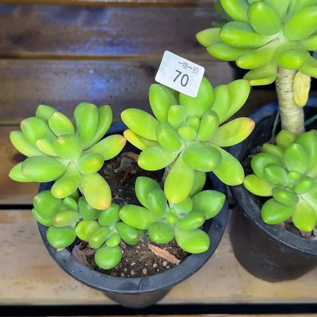 ?**?70号 一物一拍