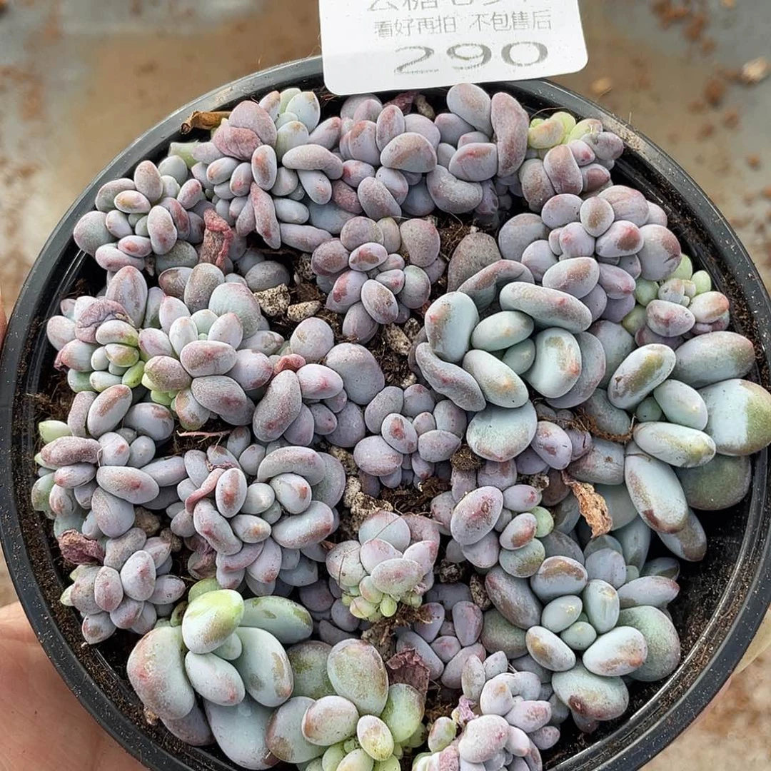 云糖心多肉植物290