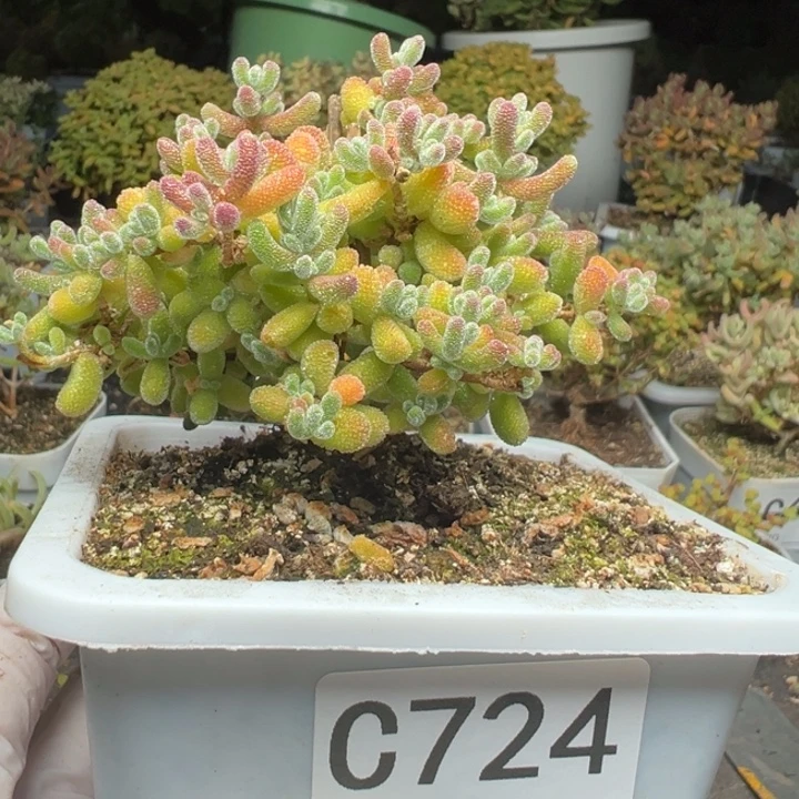 烤***丝C724冰晶枝干一物一拍