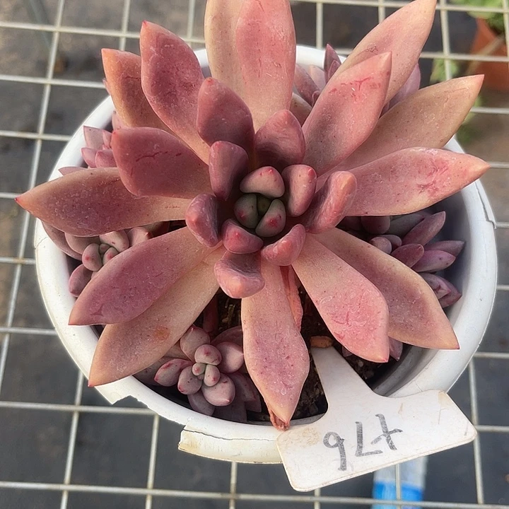 两单包邮，一物一拍76桃花源