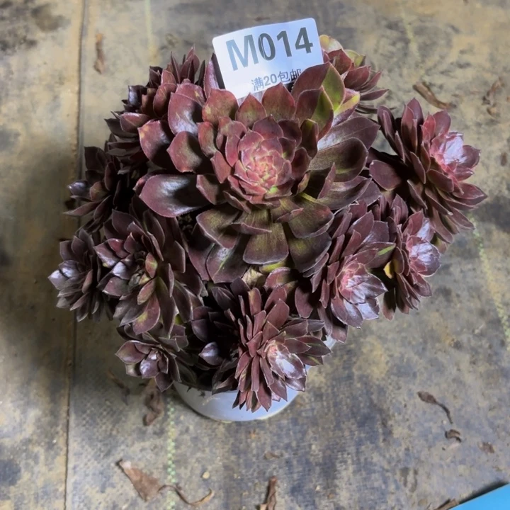 瑞妈多肉植物，014.灰姑娘