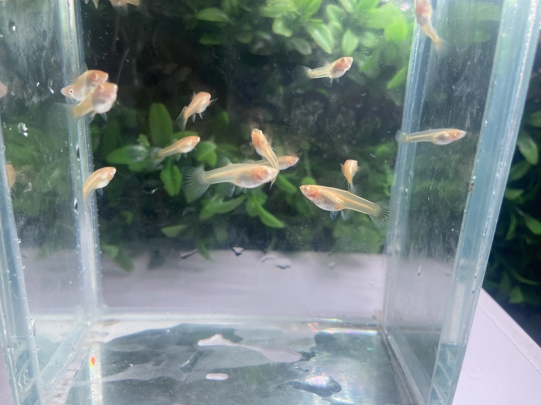 紫白飞船苗子4只