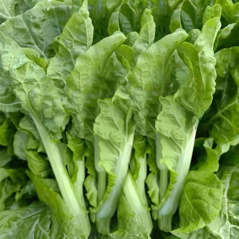 新鲜白菜苔贵州农家当季蔬菜白菜菜苔现摘白菜心应季时令蔬菜