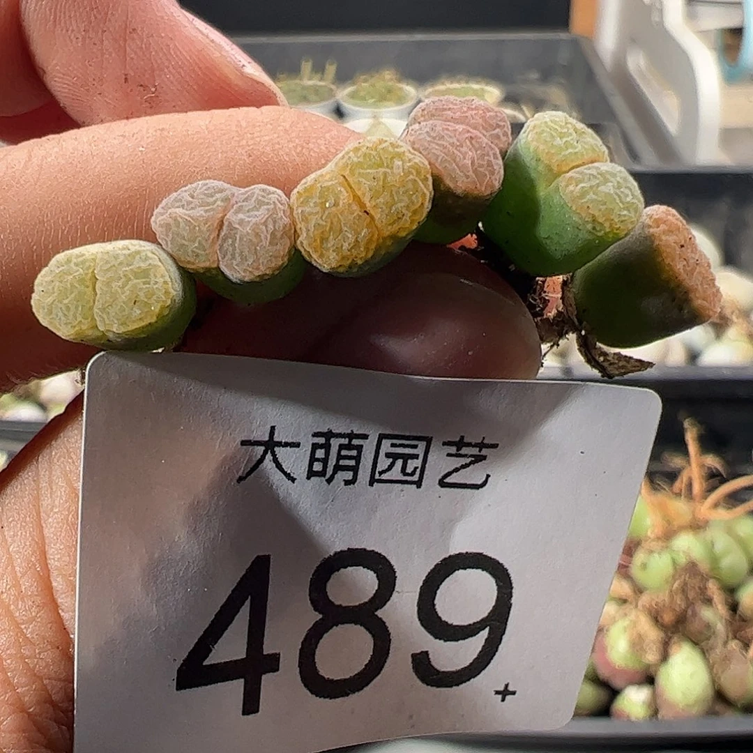 一物一拍。      489