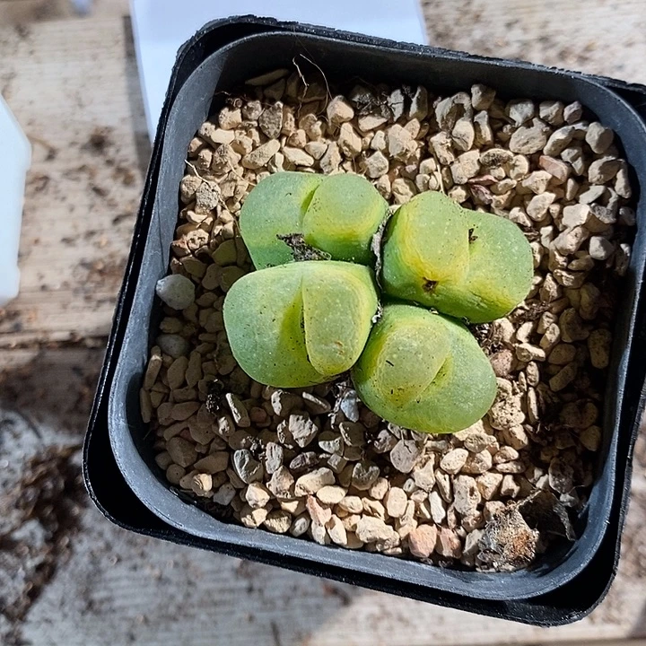 8312。   一群绿毛毛。