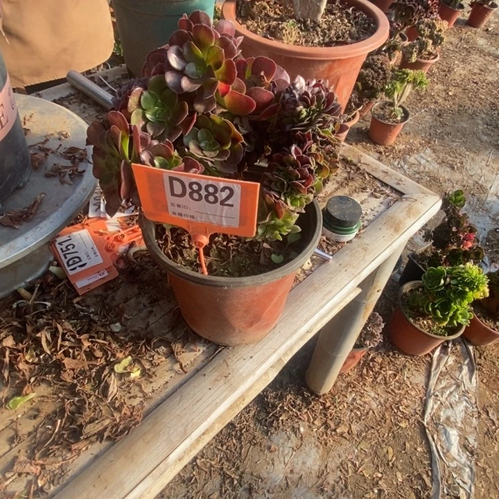 叶***头D882欧紫欧紫欧紫欧紫