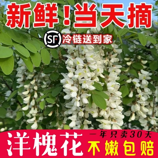 【顺丰】2025新鲜洋槐花秦岭头茬现采摘杨槐花当季新鲜蔬菜
