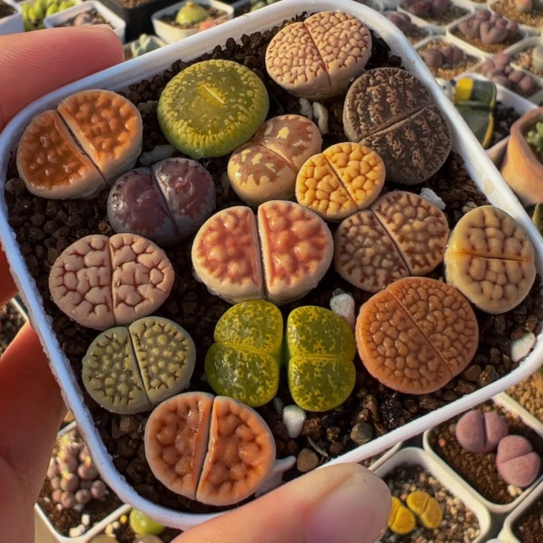 018多肉植物种类多样