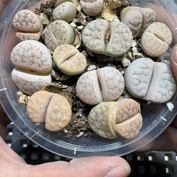 296 多肉植物多肉植物