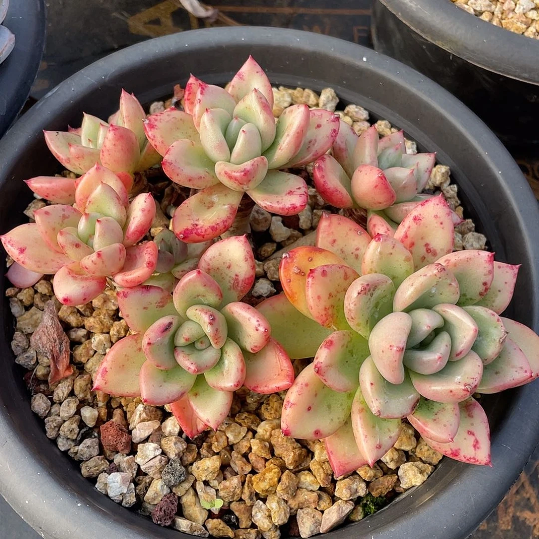 多肉植物一物一拍