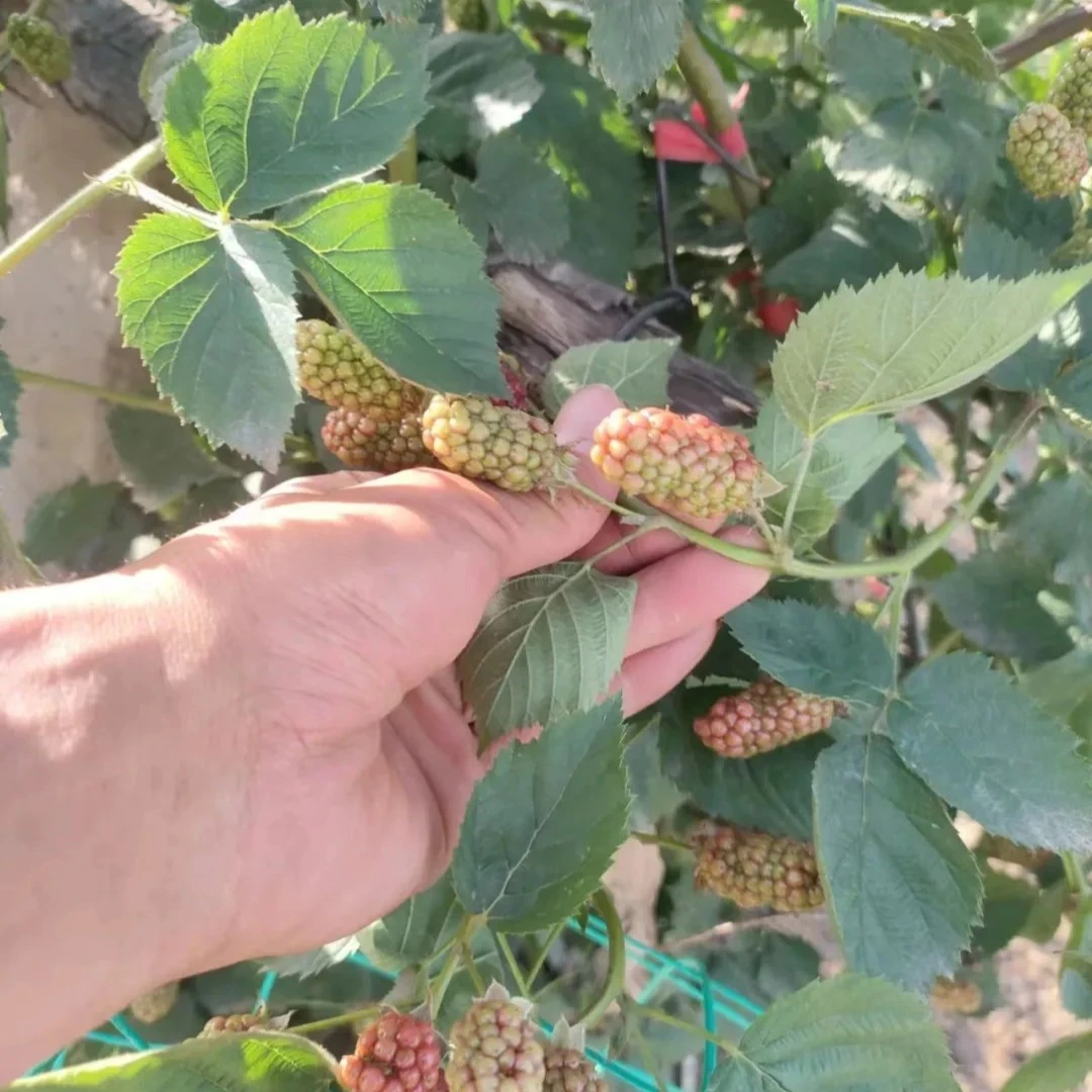 矮生盆栽进口黑莓无刺双季阳台庭院